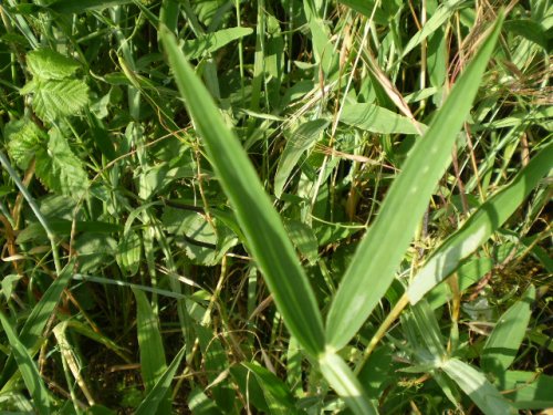Lathyrus sylvestris