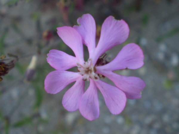 Silene gr. colorata