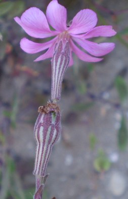 Silene gr. colorata