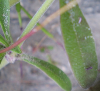 Silene gr. colorata