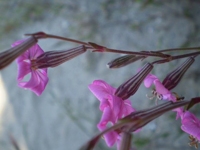 Silene gr. colorata
