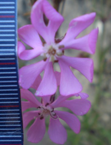 Silene gr. colorata