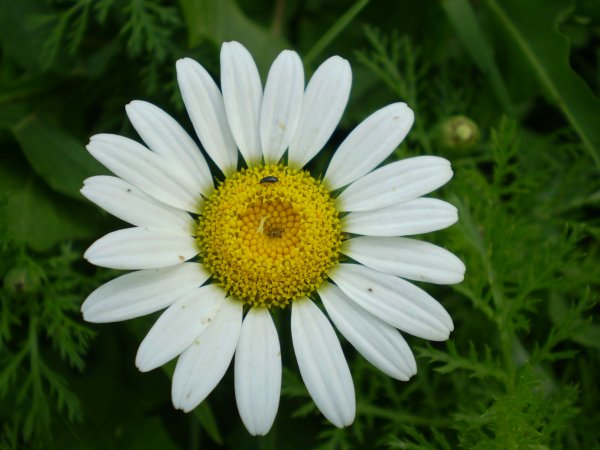 Anthemis?
