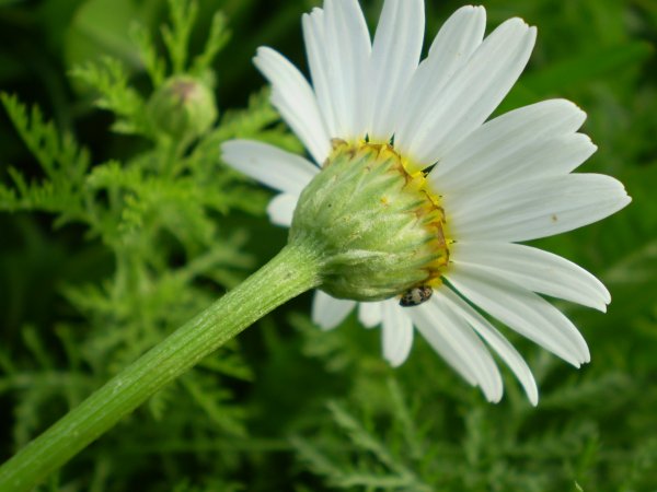 Anthemis?