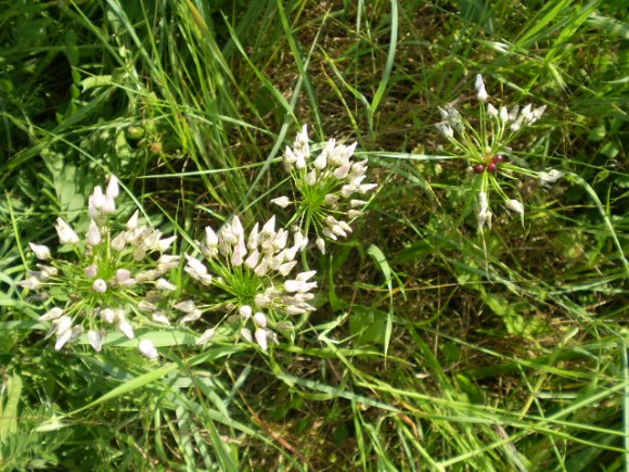 Allium roseum var. bulbilliferum