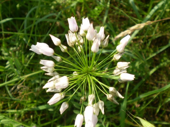 Allium roseum var. bulbilliferum
