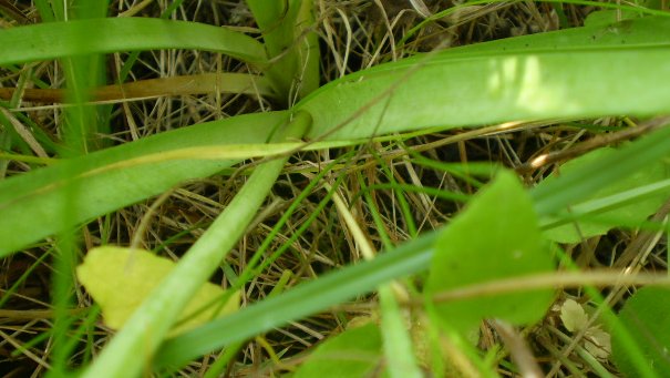 Allium roseum var. bulbilliferum