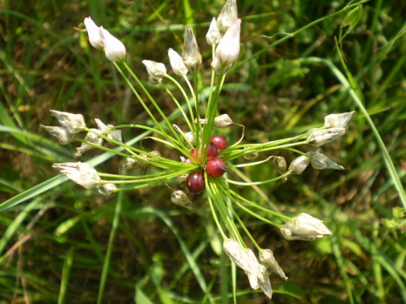 Allium roseum var. bulbilliferum