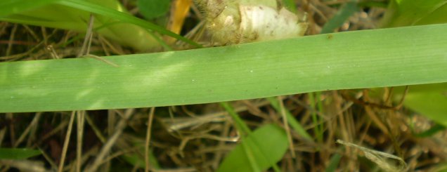 Allium roseum var. bulbilliferum