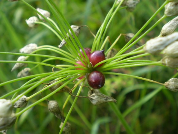 Allium roseum var. bulbilliferum