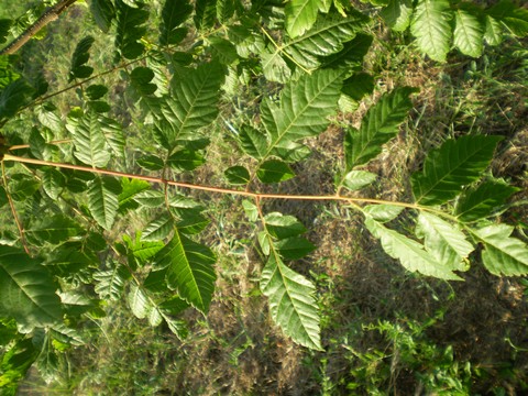 Koelreuteria paniculata (pianta coltivata)