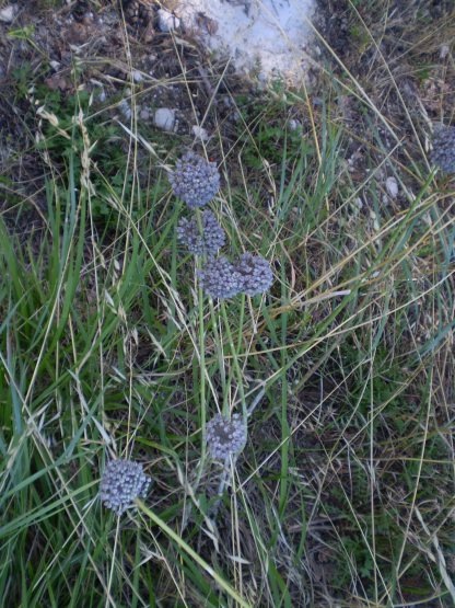 Allium ampeloprasum