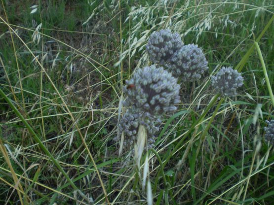 Allium ampeloprasum