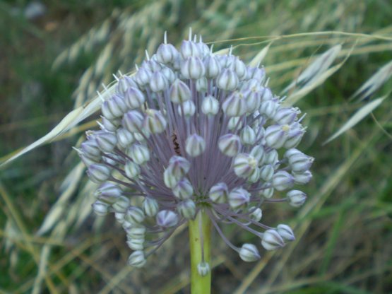 Allium ampeloprasum