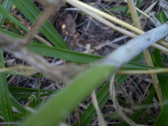 Allium ampeloprasum