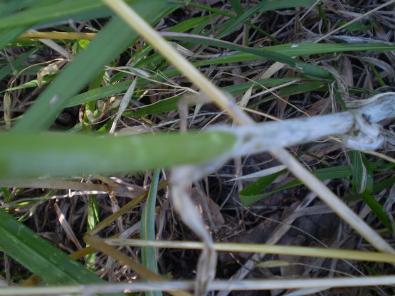 Allium ampeloprasum