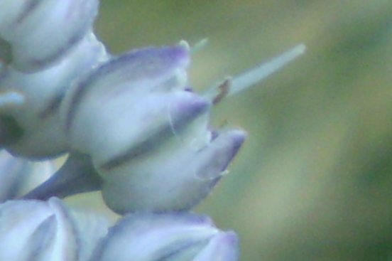 Allium ampeloprasum