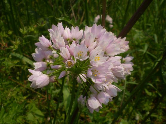 Allium roseum - aglio rosa