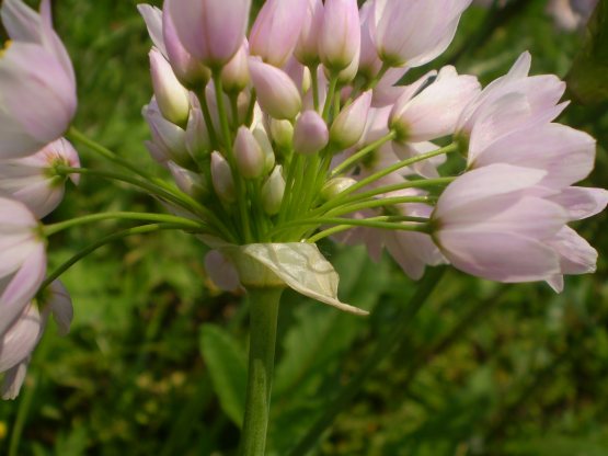 Allium roseum - aglio rosa