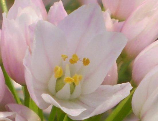 Allium roseum - aglio rosa