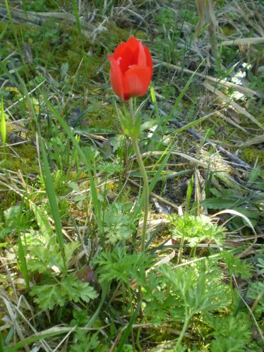 Anemone coronaria rosso