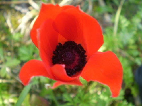 Anemone coronaria rosso