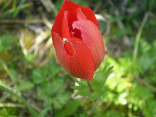 Anemone coronaria rosso