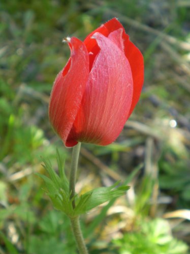 Anemone coronaria rosso