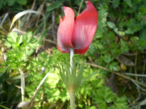 Anemone coronaria rosso