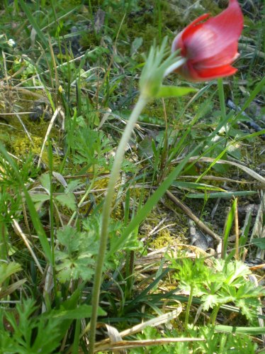Anemone coronaria rosso