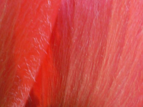 Anemone coronaria rosso