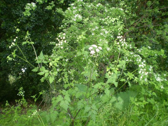 Chaerophyllum temulum / Cerfoglio temulo