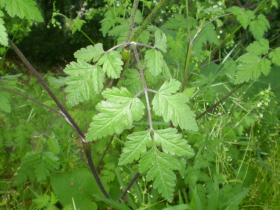 Chaerophyllum temulum / Cerfoglio temulo