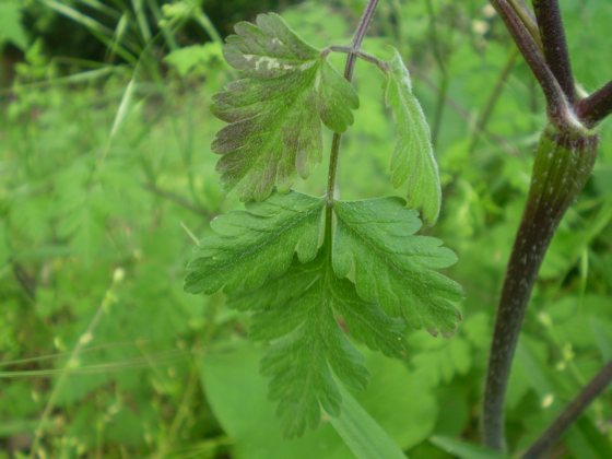 Chaerophyllum temulum / Cerfoglio temulo