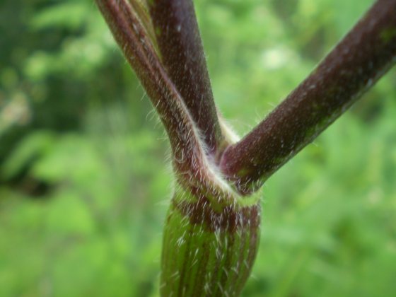 Chaerophyllum temulum / Cerfoglio temulo