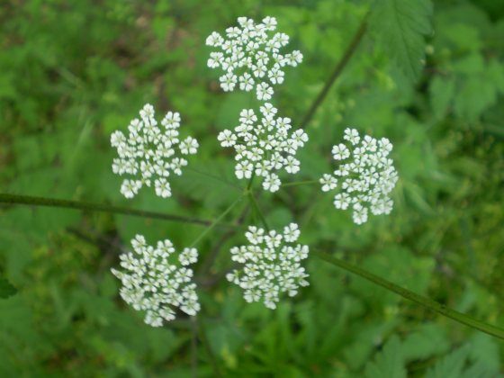 Chaerophyllum temulum / Cerfoglio temulo