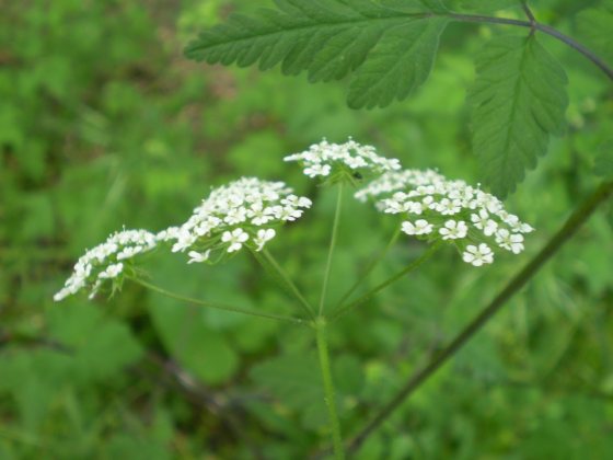 Chaerophyllum temulum / Cerfoglio temulo