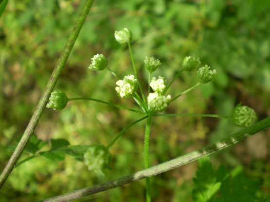 Chaerophyllum temulum