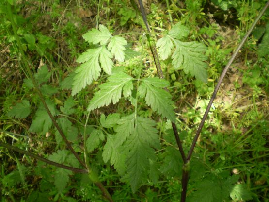 Chaerophyllum temulum