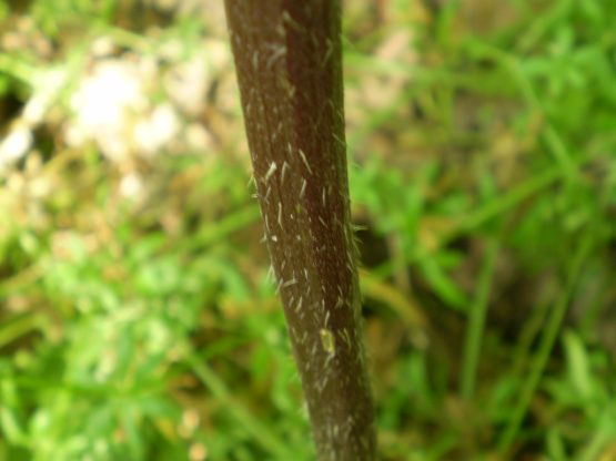 Chaerophyllum temulum