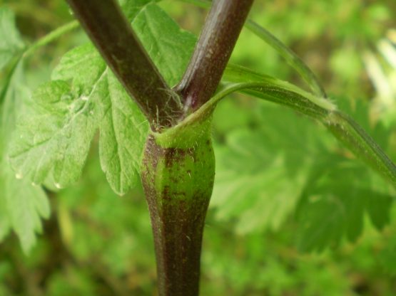 Chaerophyllum temulum