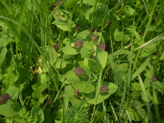 Aristolochia rotunda