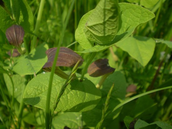 Aristolochia rotunda
