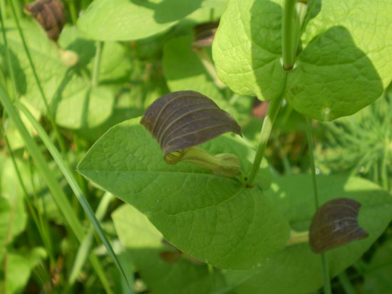 Aristolochia rotunda