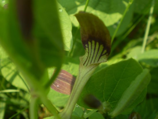 Aristolochia rotunda
