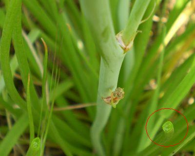 Asphodelus fistulosus