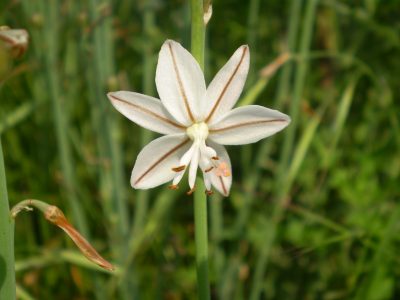 Asphodelus fistulosus