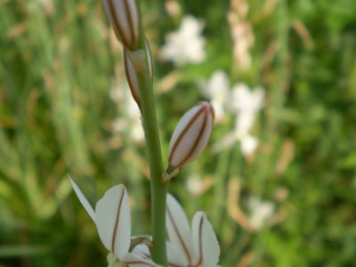 Asphodelus fistulosus