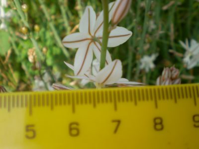Asphodelus fistulosus
