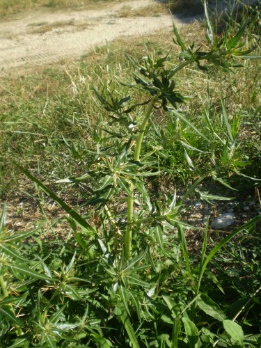 Pianta aculeata - Xanthium spinosum